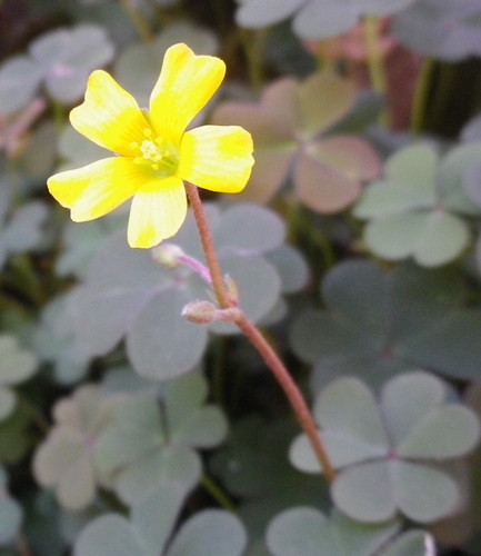 Cresce in vaso - Oxalis sp.